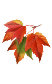 TPA - Maple 10мл